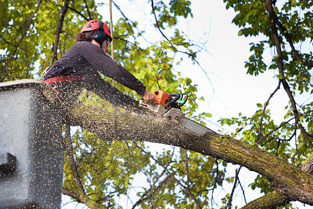 How Our Tree Care Process Works  in  Lone Pine, CA